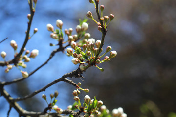 Flowering Tree Branch.  Spring.