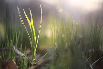 spring grass and flower