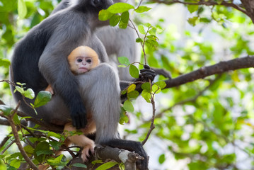 Dusky Leaf Monkey