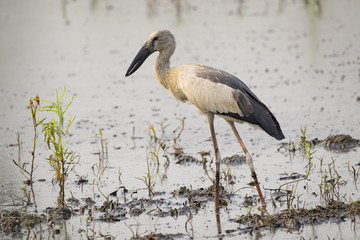 Image of Asian openbill stork on natural background. Wild Animals.