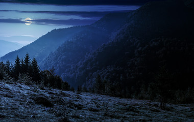 coniferous forest on a mountain slope at night