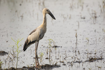 Image of Asian openbill stork on natural background. Wild Animals.