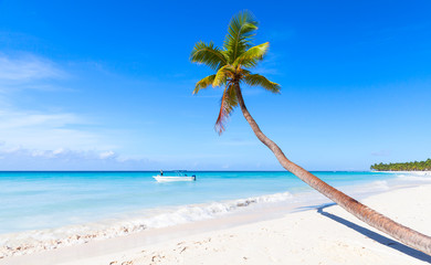 Coconut palm grows on white sandy beach