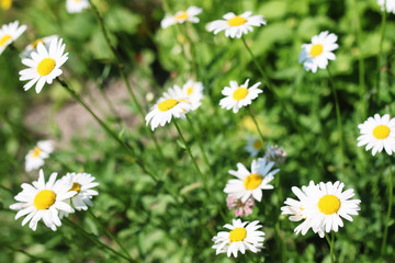 Obraz na płótnie Canvas daisy and jasmine bush in summer 