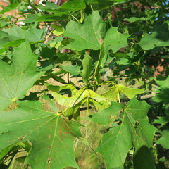 Quercus, flowers of an oak