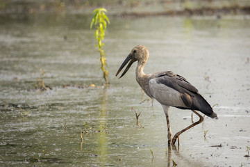 Image of Asian openbill stork on natural background. Wild Animals.