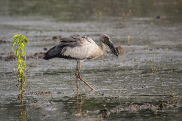Image of Asian openbill stork on natural background. Wild Animals.