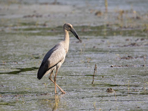 Image of Asian openbill stork on natural background. Wild Animals.