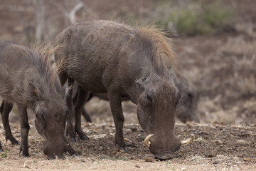 Warzenschweine (Phacochoerus aethiopicus), Krüger National Park, Südafrika, Afrika