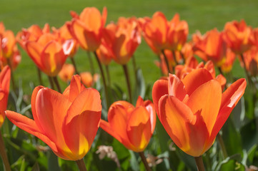 champ de tulipes orange en gros plan