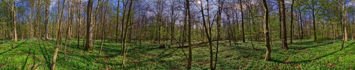 Forest panorama with anemone nemorosa