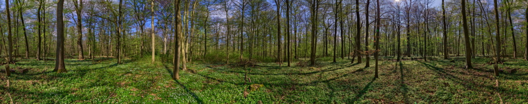 Forest panorama with anemone nemorosa