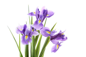 Foto auf Acrylglas Iris Bouquet von Irisblumen isoliert auf einem weißen