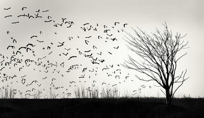 Graphic image of a flock of birds flying away from a tree
