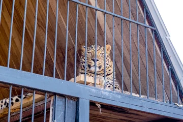 Fototapete Panther Leopard in captivity in a zoo behind bars. Power and aggression in the cage.