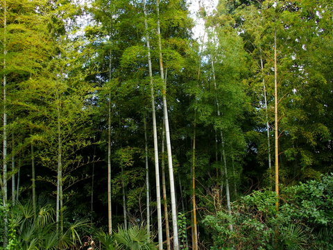 早春の竹林