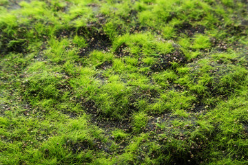 Green grass background