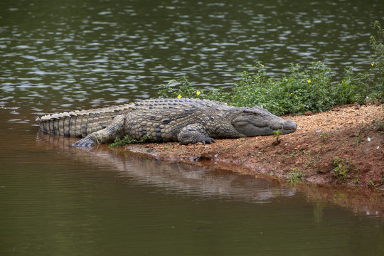 Liegendes Krokodil am Strand, Mlilwane Wildlife Sanctuary, Swasiland