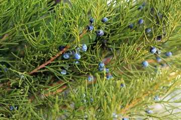 Fototapeta premium Background of juniper branch with blue berries.