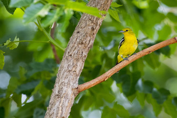 Image of bird (Green-backed Flycatcher; Ficedula elisae) on the branch on nature background. Wild Animals.