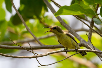 Fototapeta premium Image of a bird (Olive-backed sunbird, Yellow-bellied sunbird). Wild Animals.