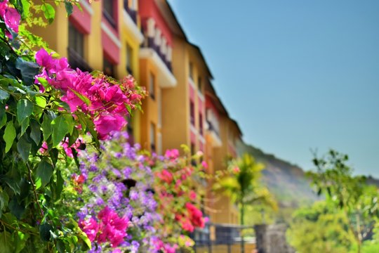 Hillside Building and flowers 