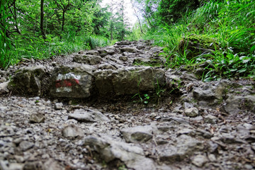 rocky mountain trail