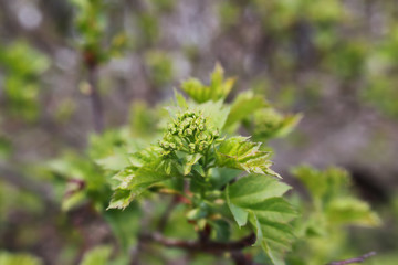 spring macro leaf and flower of new life