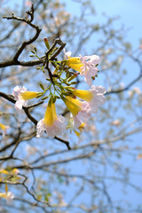 pink flowers blooming on tree branch