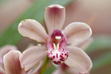 Fototapeta na wymiar Close-up of beautiful vibrant pink orchid