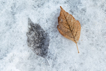 In the ice mark in the shape of a birch leaf.