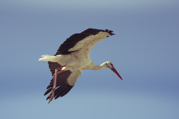Cigogne en vol