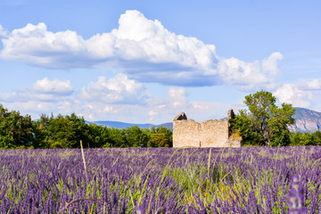 Fototapeta na wymiar panorama of lavender of Provence in France