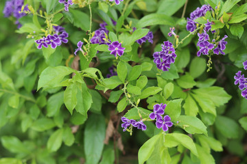 Tiny purple flowers on the tree