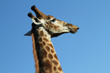 Giraffe