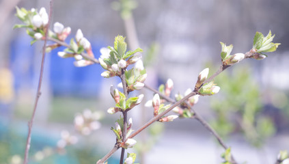Spring beautiful blossoming apple-tree or cherry branches. Springtime background. Close up. Spring branch of a tree, with blossoming white small flowers on a bokeh background