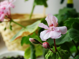 Geranium flower , houseplant