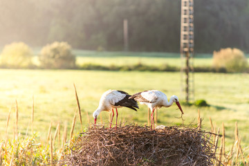 White storks pair building nest