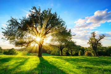 The sun shining through a tree on a green meadow, a vibrant rural landscape with blue sky before...