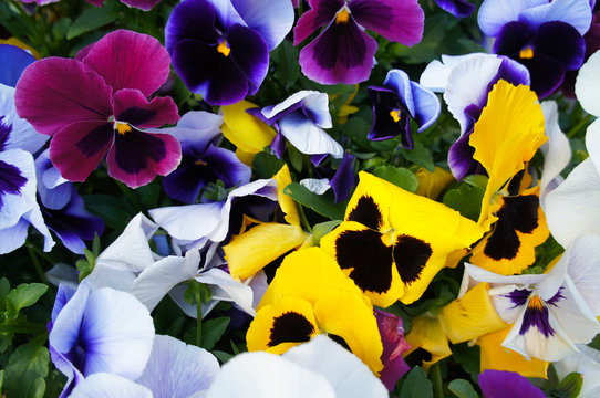 Many yellow, purple, blue pansy flowers in green