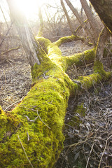 The trunk of a tree is covered with green moss