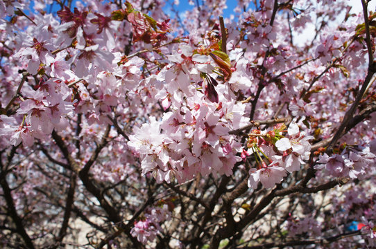Pink cherry sakura tree with flowers 