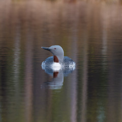 Small loon swimming in small lake in Sweden 8 april 2017