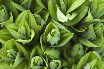 Staudenbeet im Frühling