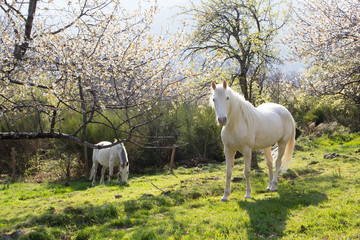 Chevaux d'Ardèche au printemps