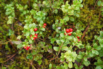 Bush of red cranberry or foxberry in forest