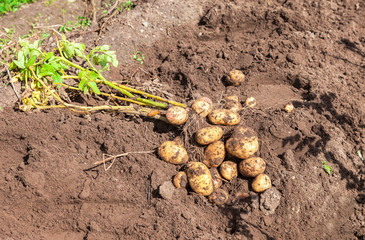Freshly dug organic potatoes on the field in sunny summer day