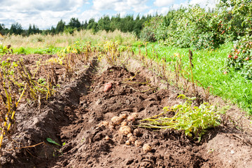 Fototapeta na wymiar Freshly dug organic potatoes on the field in sunny summer day