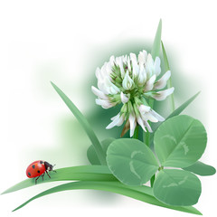 White Clover - Trifolium.
Hand drawn vector illustration of a white clover flower, ladybug, and leaves mixed with grass blades, on white background.

