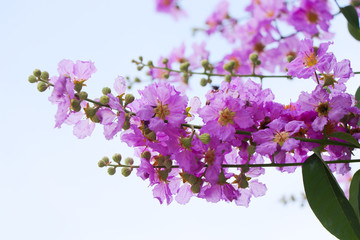 Lagerstroemia floribunda purple flowers on tree  in summer season